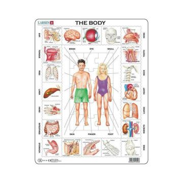 Larsen - Puzzle educativ Corpul nostru , Puzzle Copii , Maxi, Orientare tip portret, In engleza, piese 35
