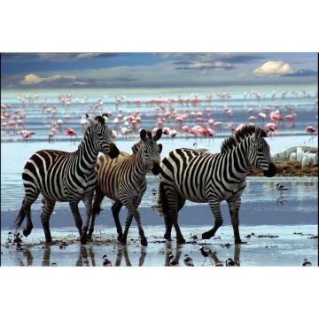 Puzzle 1000 piese, Zebre