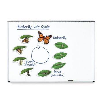 Ciclul vietii fluturelui - set magnetic