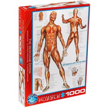 Puzzle Eurographics din 1000 de piese - Sistem muscular