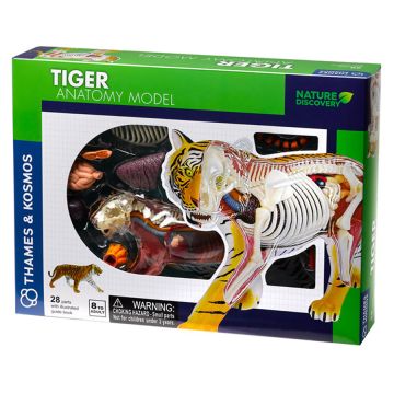 Set pentru copii Kosmos - Anatomia tigrului