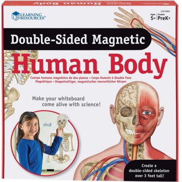 Trusa educațională Learning Resources - Corpul uman magnetic