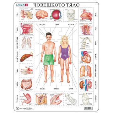 Puzzle educațional Larsen din 35 piese - Corpul uman